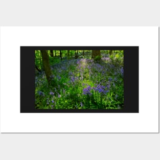 Evening Light in the Durham Bluebell Wood Posters and Art